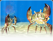 Sea Life Safari