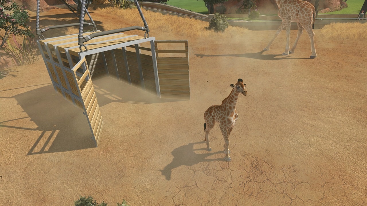 Oh le bébé girafe ! Ca va faire de la visite, ça !