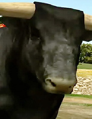 Jeu : Toro