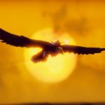 The Falconeer: un nouveau dragon fendra les airs dès le 4 février