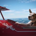 La pub Noël 2020 de Microsoft met en avant les jeux Xbox via l&rsquo;histoire d&rsquo;un chien