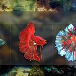 Transformer sa TV en aquarium sur Xbox ? C’est désormais possible !