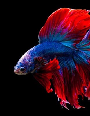 Jeu : Siamese Fighting Fish