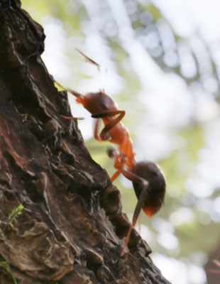 Jeu : Les Fourmis