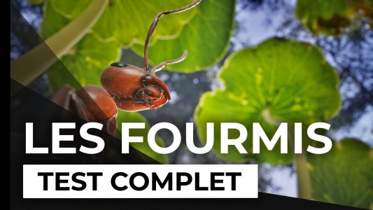 Test : Test – Les Fourmis – Un joli rendez-vous en terre méconnue